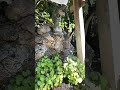 厳島神社 千葉県にひっそり佇む神社 弁財天 龍🐲 春のエネルギーチャージしてみて✨