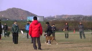 OPDES競技会in加古川 ベストオビディエンス