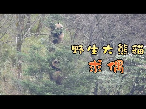 《熊貓播報》唐家河再現野生大熊貓求偶畫面  | iPanda熊貓頻道
