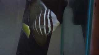 Sailfin Tang Zebrasoma Veliferum