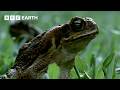 1 Hour of Magnificent Moments with Sir David Attenborough | BBC Earth