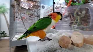 Gilly and Kyle's turn 🥰 by Providence Meadow Caique Sanctuary 81 views 18 hours ago 5 minutes, 35 seconds