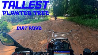 [379] Dirt road to the Tallest Planted Tree, Limpopo, South Africa (2024-01-26)