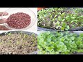 Magical way to Grow Coriander In just 3 Days#Shorts