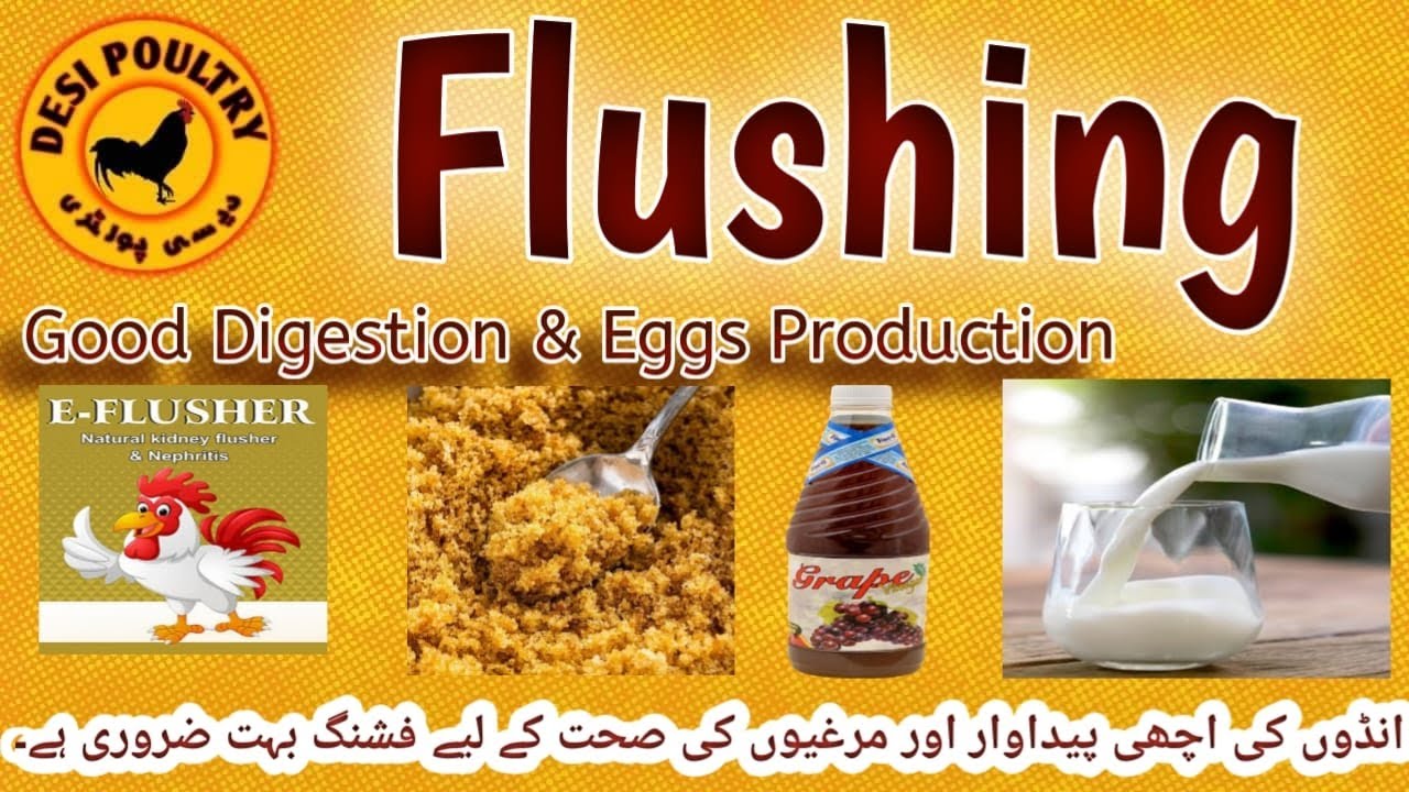 Flushing Improves Egg Productivity and Digestive System strong Bones