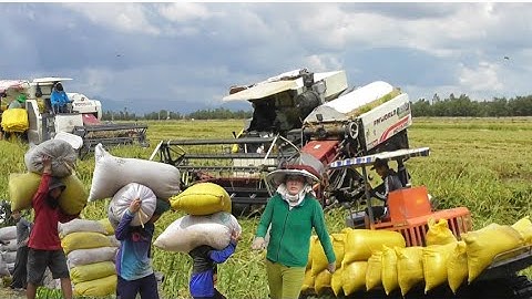 hai máy cắt trung quốc cắt lúa năm bốn 5 một bị cắt lầy giá lúa bán được 5400₫K tập44# maibangtv 