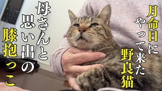 亡くなった愛猫そっくりのキジトラ野良猫#6 もう甘えん坊が爆発しました