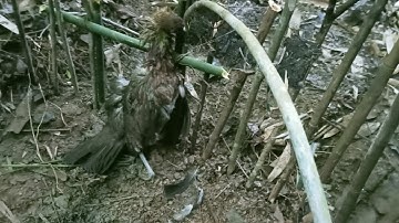 Hunting yos hav zoo cuab hlua qaib qus haus dej