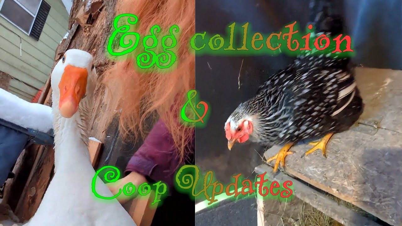 5 января 2026 г. — Обновления по сбору яиц и содержанию курятника.