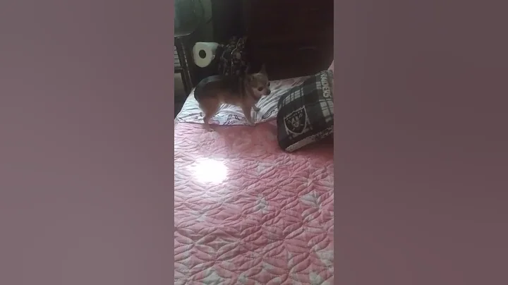 Xena trying to mess up a bed part 1