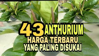 43 Latest Priced Anthuriums That Are Best Sellers on the Market
