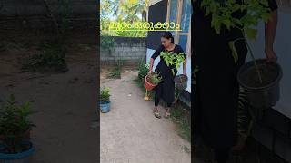 പാമ്പുകളാണ് താരം 🙆#cleaning #home