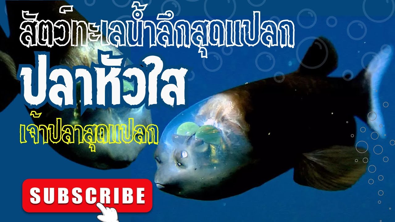 ปลาหัวใส หรือ Barreleye Fish สัตว์ทะเลน้ำลึกที่ดูแปลกประหลาด อาศัยอยู่ ...