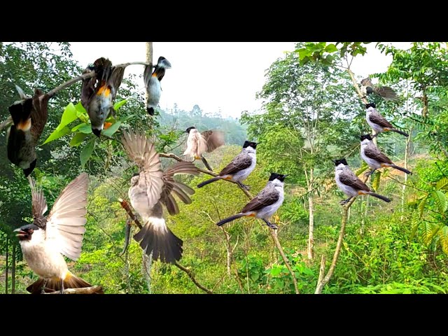 uedan..BURUNG KUTILANG bahan jangan coba-coba main ke sini 😱 mikat burung liar auto raih trophy class=