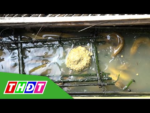 Qlvb Dongthap Gov Vn - Người nuôi lươn gặp khó vì giá thấp | THDT