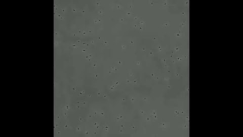 E. coli growing in a microfluidic chemostat