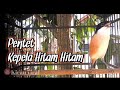 Cendet Manapun Bakal Gacor Emosi Dengar Suara Cendet Palhit Ini Mp3 - Mp4 Download