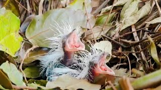 Download Lagu Tidak Banyak Orang yang Tahu Ini! Begini Penampakan Anak Burung Setelah Lahir MP3