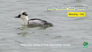 Scaly-sided Merganser#wildlife #china#birds#Scaly-sided Merganser