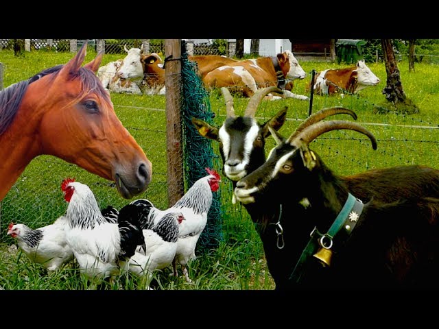 Top25 Most beautiful Farm Animals - rare breeds of lifestock, cattle, goats chickens horse poultry class=