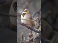 #birds #wildlife #nature #photography