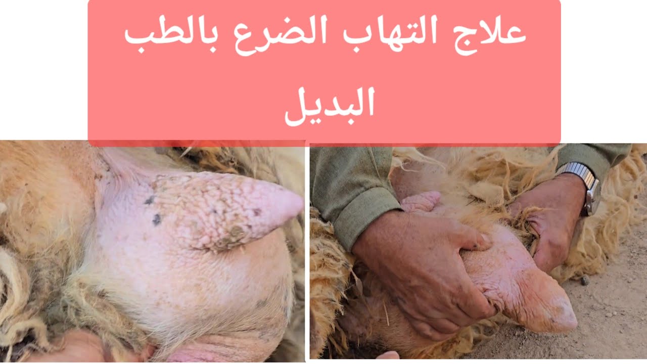 علاج التهاب الضرع بالطب البديل تابع للنهايه #مواشي #اغنام #غنم #مواشي #اغنام #حلال #عبدالله_الطيب 