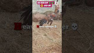 sold out 2400 #music #roosterfarm #aseelmurga #beautyofnature #rooster #viral #video #viralvideo#got sold out 2400 #music #roosterfarm #aseelmurga #beautyofnature #rooster #viral #video #viralvideo#got