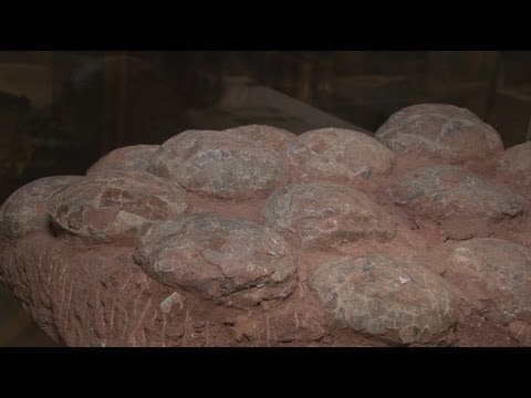 Wideo: Skamieniałe Jaja Dinozaurów Znaleziono W Czeczenii - Alternatywny Widok