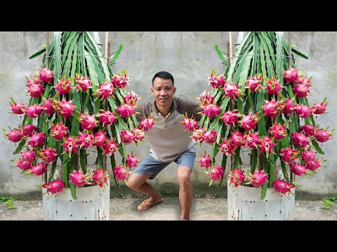 Old Plastic Containers, Big Dragon Fruit: A Dragon Fruit Growing Trick That Will Surprise Everyone