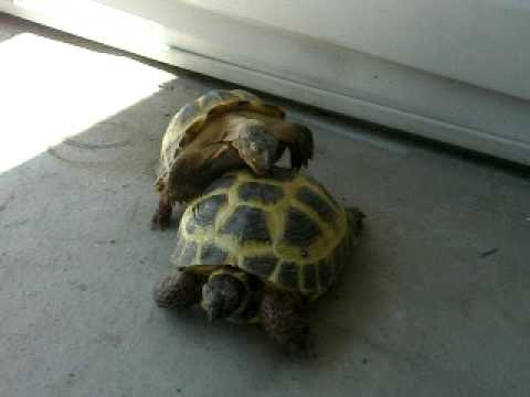 How do you breed russian tortoises