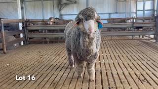 Lot 16 2024 SD 480p