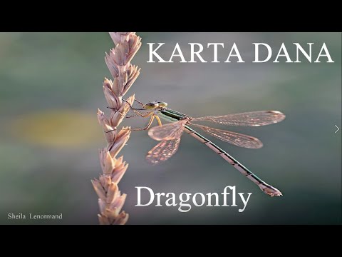 KARTA DANA - Dragonfly