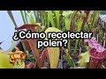 ¿Cómo recolectar y conservar polen  de sarracenias? | Plantas Carnívoras