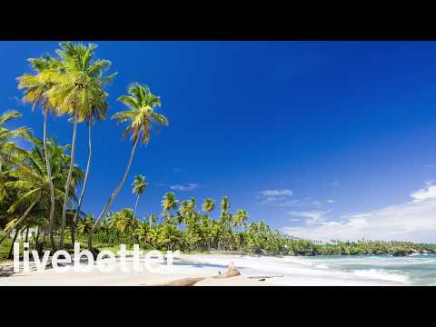 Musik Calypso, Musik Karibia, Musik Bahagia, Musik Instrumental, Musik Untuk Relaksasi