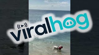 Monk Seal Interrupts Game of Fetch || ViralHog