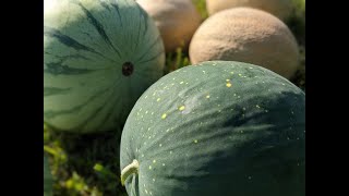 Planting Seedless Watermelon & Other Garden Adventures