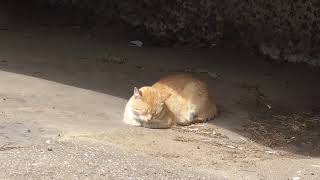 Инь и Ян одного кота. Не Кот Шредингера Инь и Ян одного кота. Не Кот Шредингера