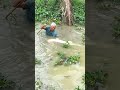 Wow, the Arapaima monster caught on a fishing hook #fishing #fishingshorts #shorts #arapaimafish