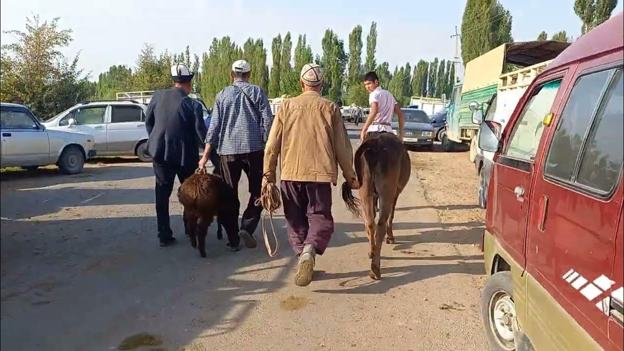 Ала бука району. Ала бука Киргизия. Ала бука базар. Ала бука машина базар. Ала бука улак.