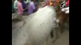 Cows Trample Indian Devotees During Bizarre Hindu Ritual