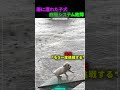 バカな犬は階段を上れない