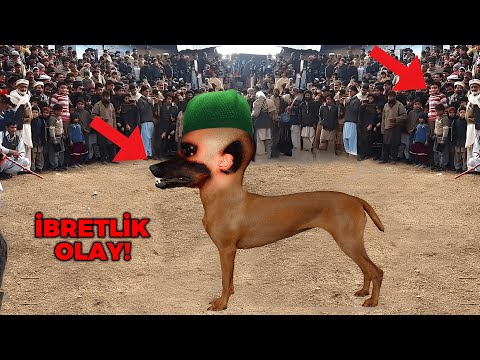 Hayvana Dönüşen Müslüman