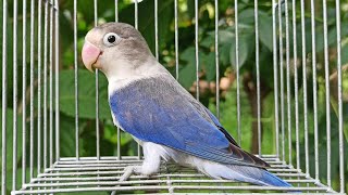 African Lovebird Mutation: Single Factor Violet Euwing
