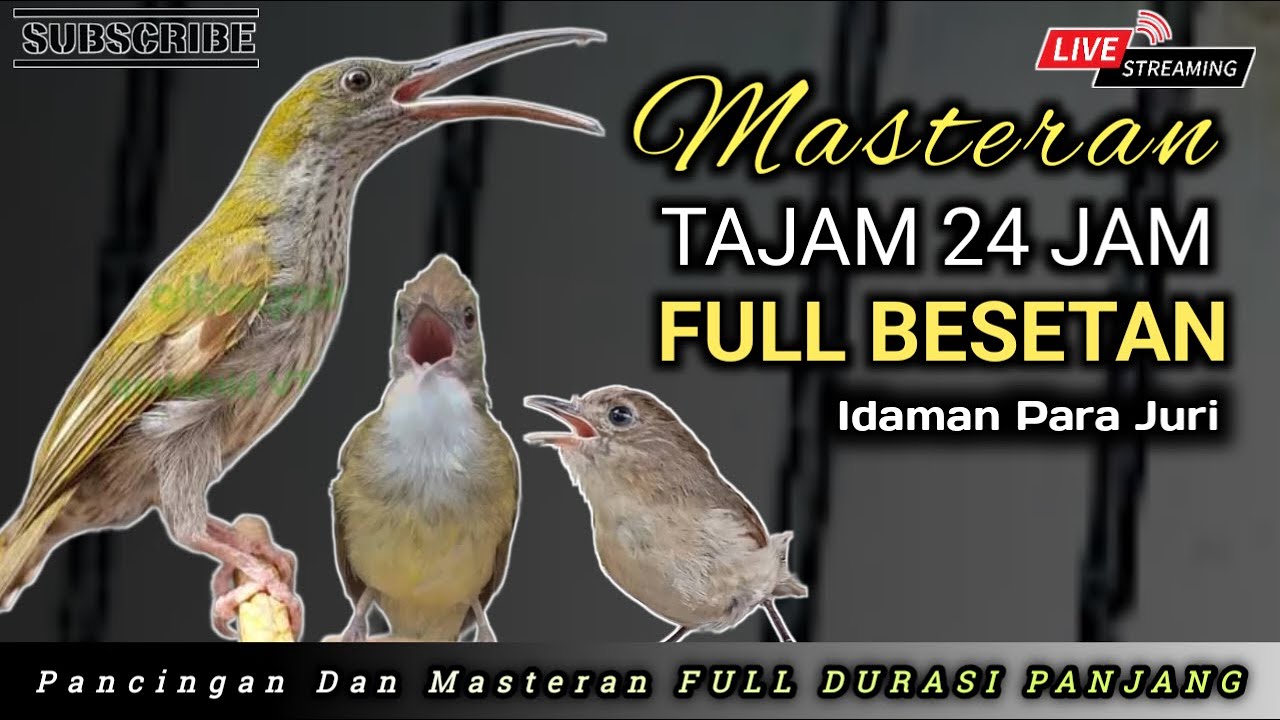 MASTERAN MURAI BATU GACOR FULL BESETAN KASAR ‼️ CEPAT DI TIRU
