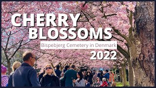 Cherry blossoms in Bispebjerg Cemetery Denmark 2022