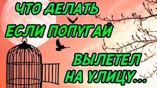 ЧТО ДЕЛАТЬ ЕСЛИ ВАШ ПОПУГАЙ ВЫЛЕТЕЛ НА УЛИЦУ КАК ИСКАТЬ ПОПУГАЯ