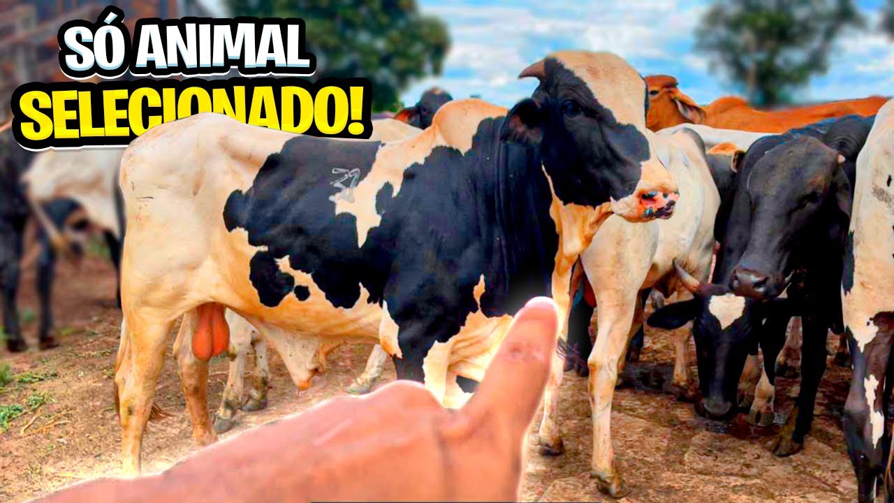 ESCOLHENDO OS MELHORES BOI DE RODEIO