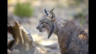 #NuestraBiodiversidad - Lince Ibérico