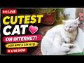 LIVE NOW: Cutest Cat on Internet 😺🐾
