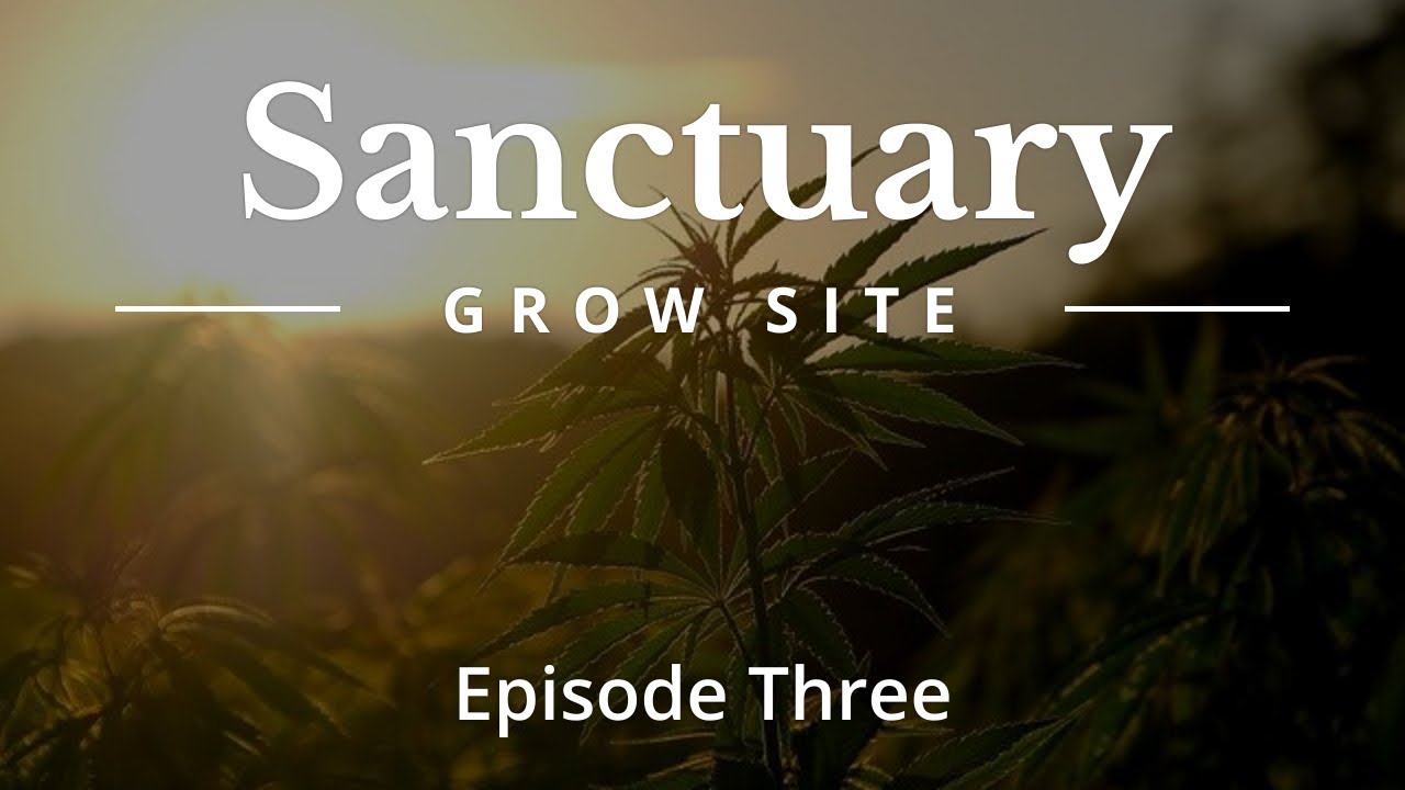 SANCTUARY SITE - GUERILLA GROW 2021 EPISODE THREE (watering)